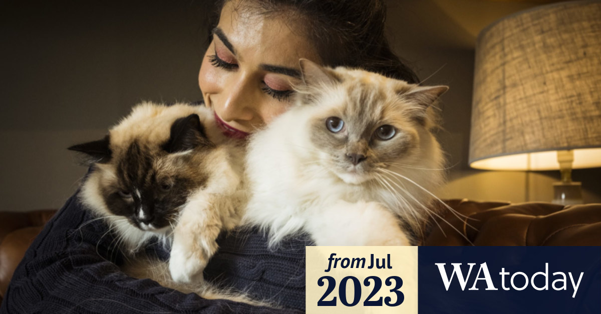 Perth pets Cats or dogs? The Perth suburb where felines reign supreme